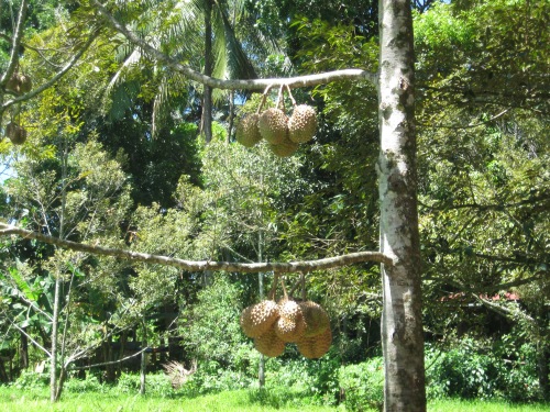 durian trees (3)